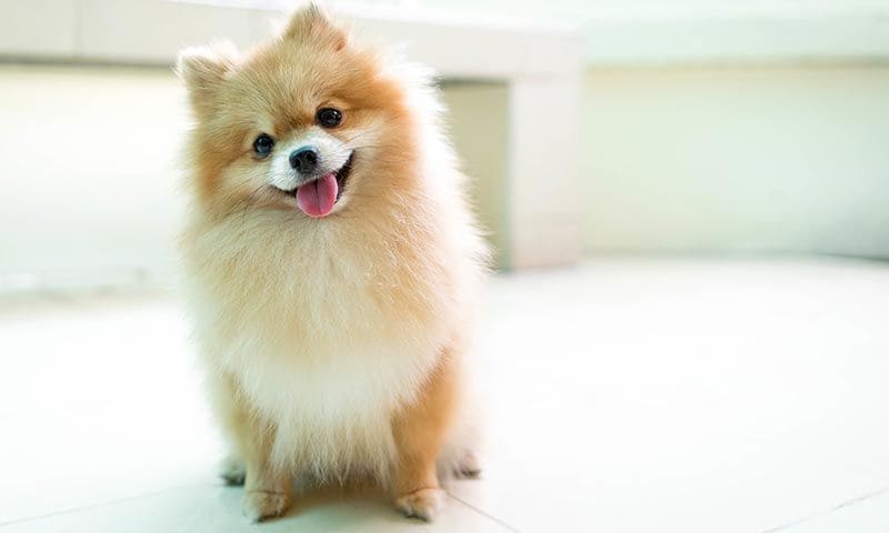 pomerania razas perro principiantes