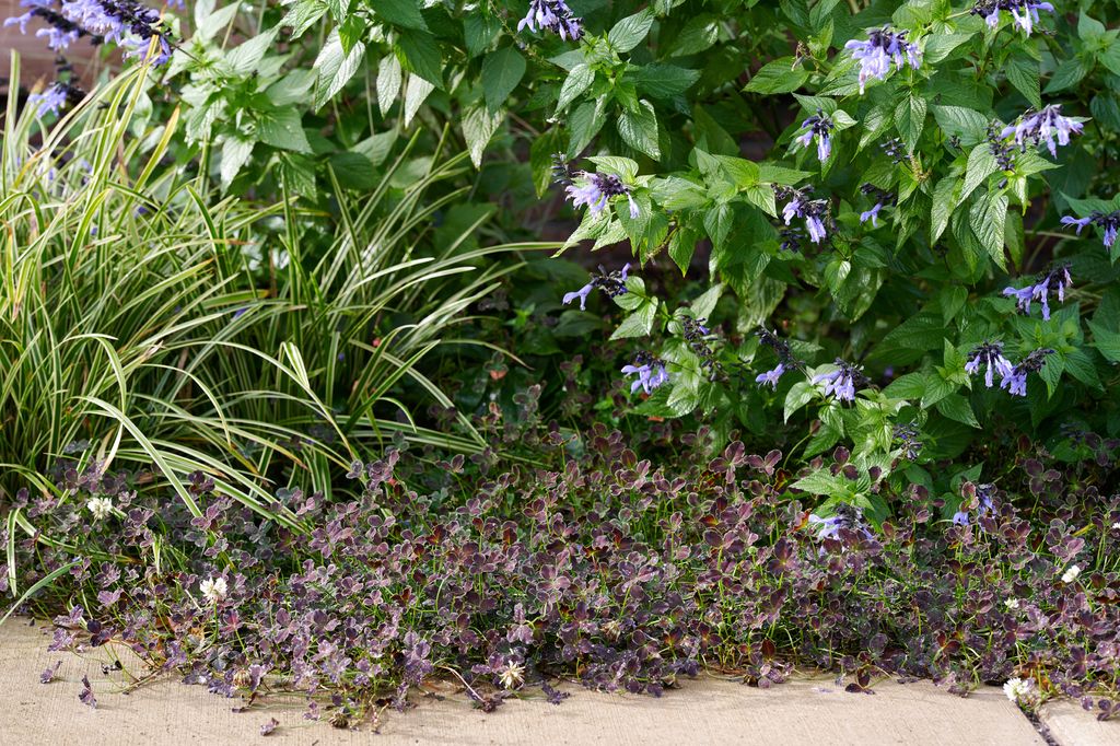 Cárices (‘Carex foliosissima’), salvias y Trifolium