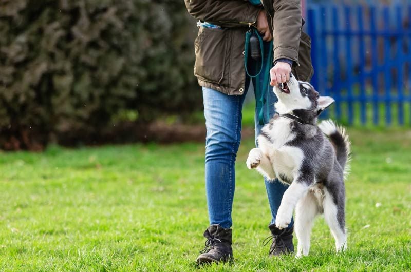 husky adiestramiento