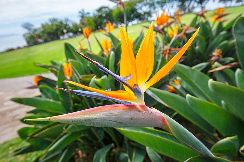 cuidados strelitzia 3