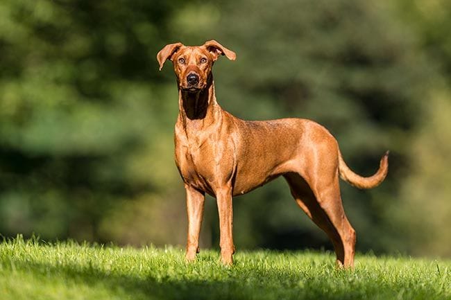 Rhodesian Ridgeback