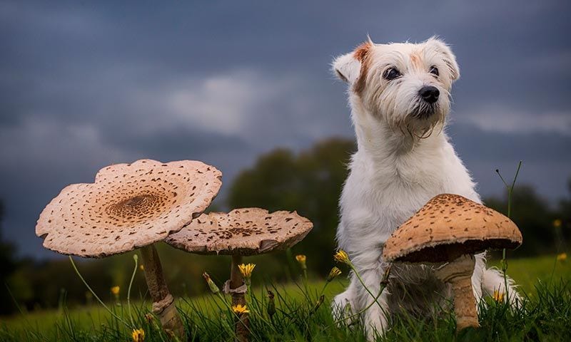 alimentos prohibidos mascotas setas