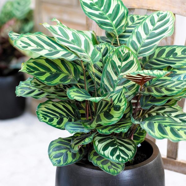 Planta CALATHEA MAKOYANA O 'PLANTA DE PAVO REAL