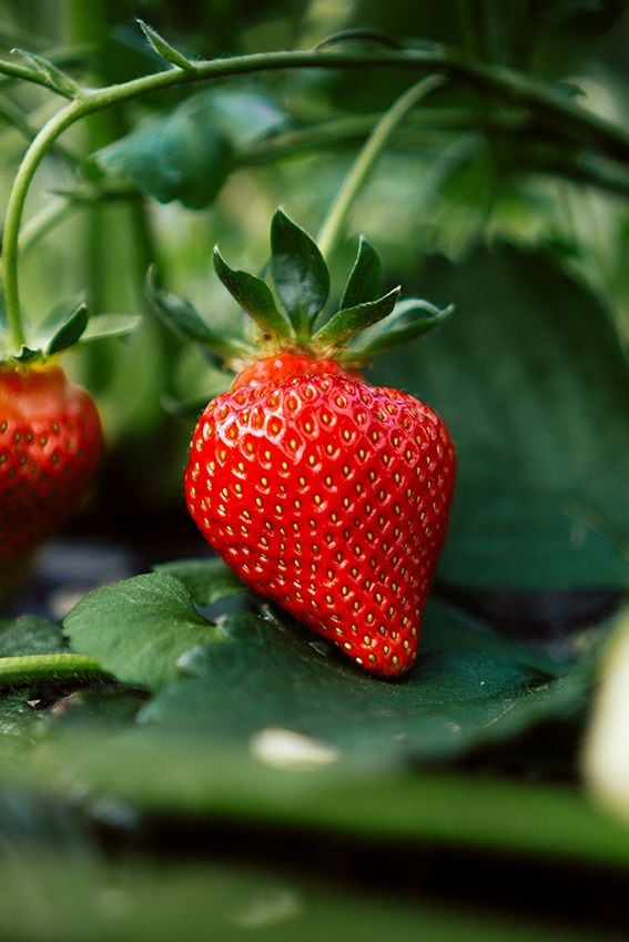 como cultivar fresas 06a