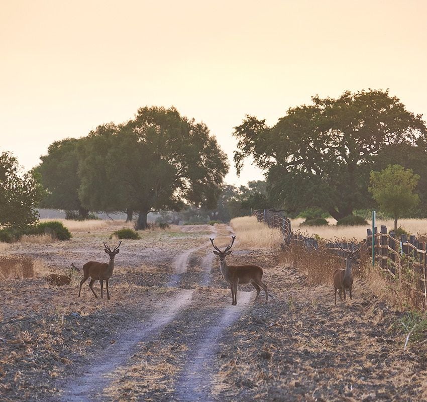 Doñana, Huelva