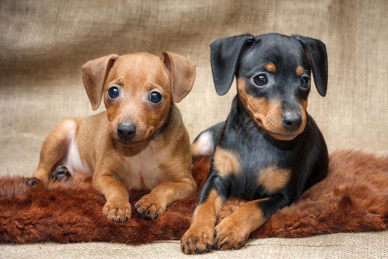 Pinscher AdobeStock_46885942