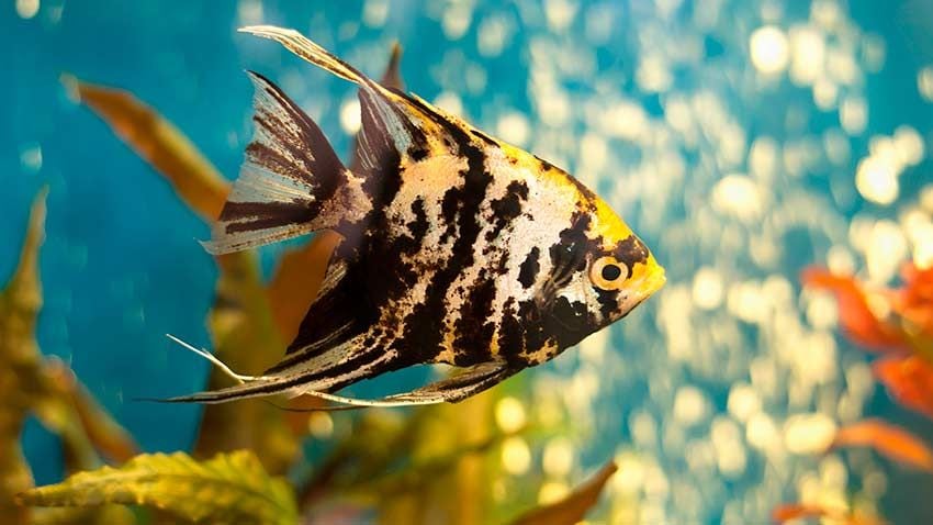 11 peces mas bonitos llamativos provocadores para acuario