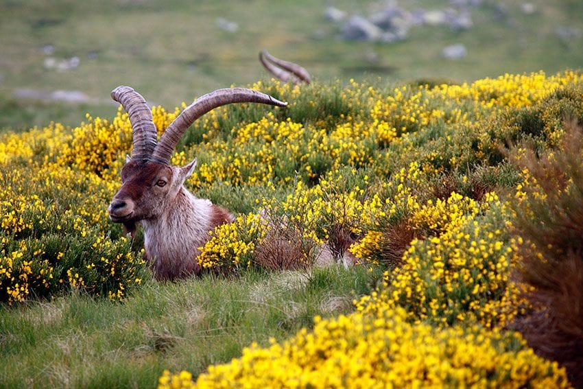 gredos piorno