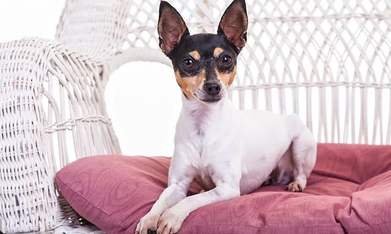 toy fox terrier