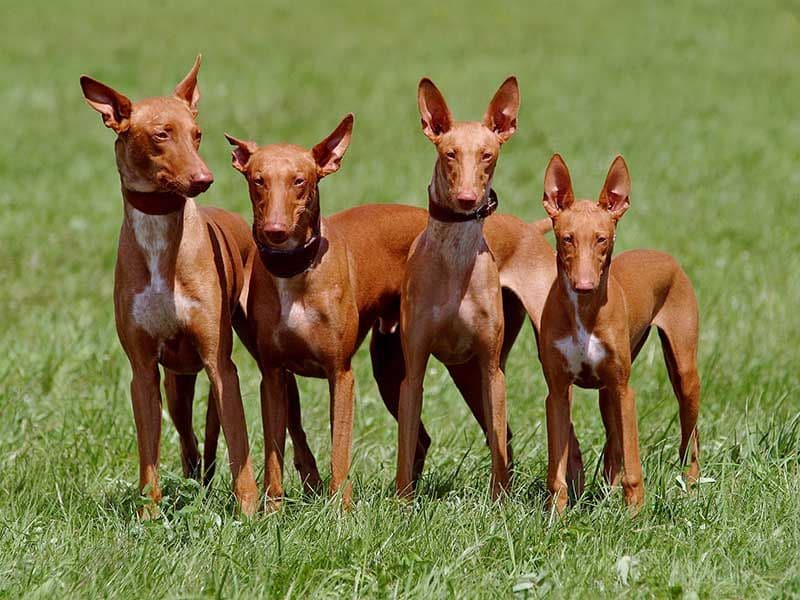 Pharaoh Hound AdobeStock_122780315