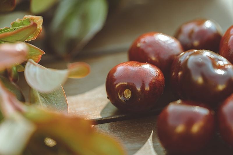 Las picotas del Jerte, la fruta del verano ya está aquí