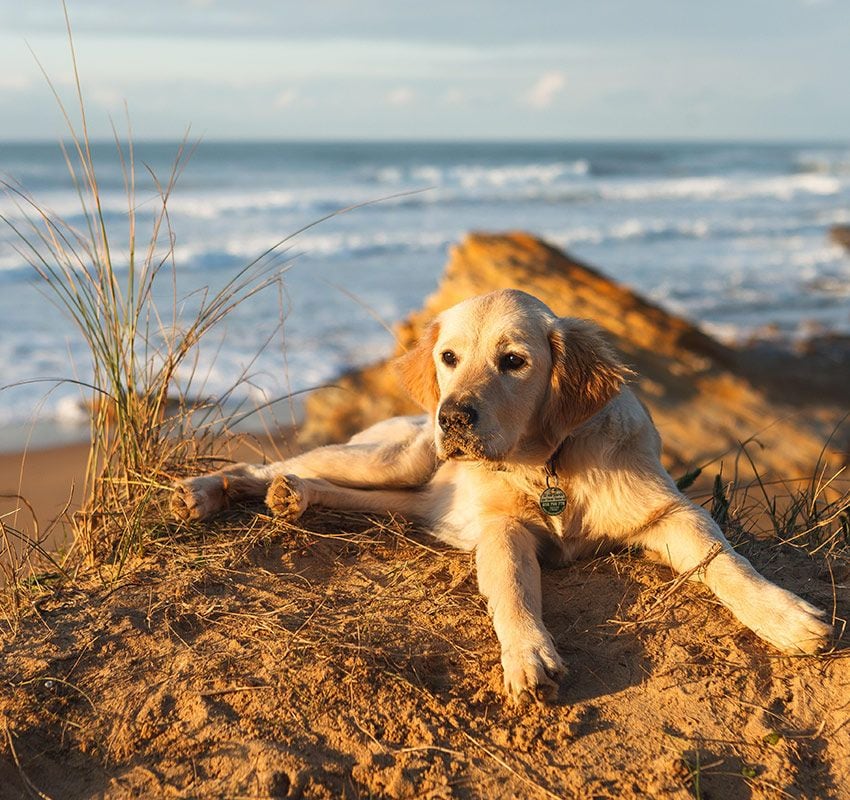 Playas, mascotas