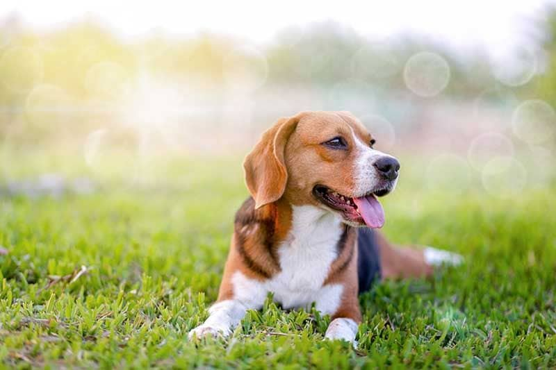 beagle AdobeStock_276248990