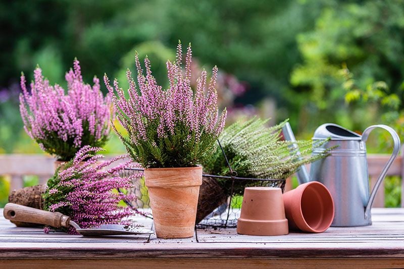 plantas acidofilas jardin 2