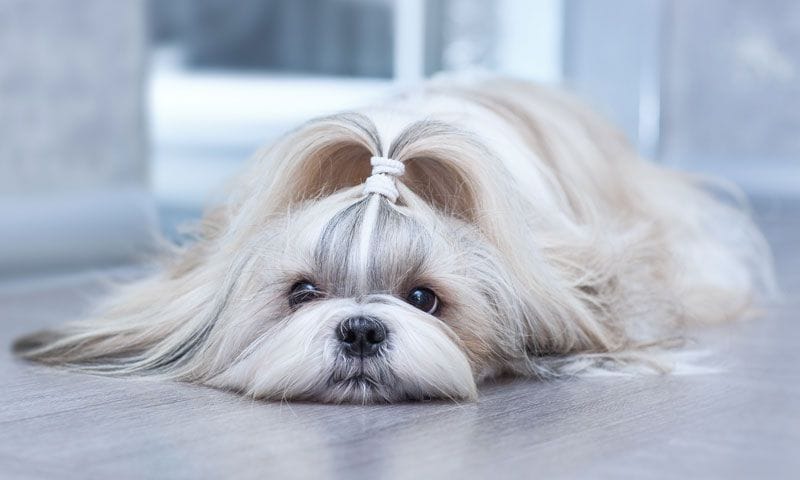 shihtzu pelo largo