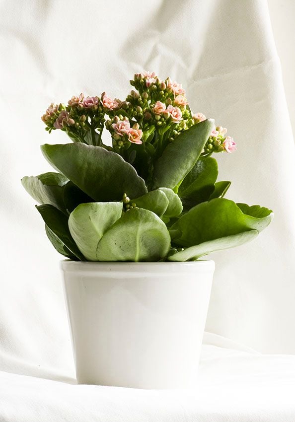 cultivo kalanchoe 7