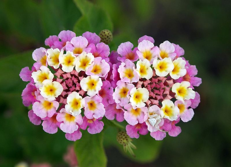 lantana arbusto otoño hola decoracion 08