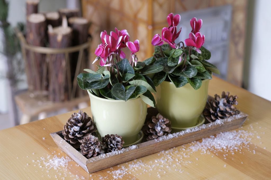 Dos ciclamen (Cyclamen) 