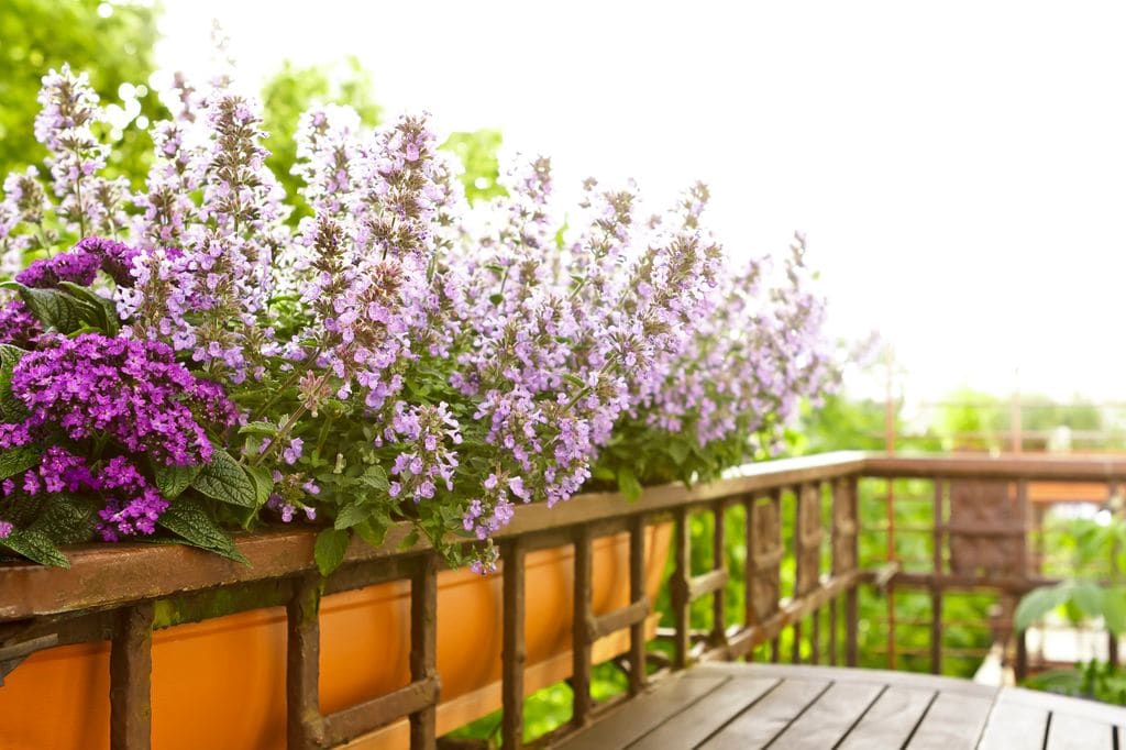 Plantas de hierba gatera o catmint con flores rosas y moradas que crecen en una jardinera o contenedor en un balcón en verano