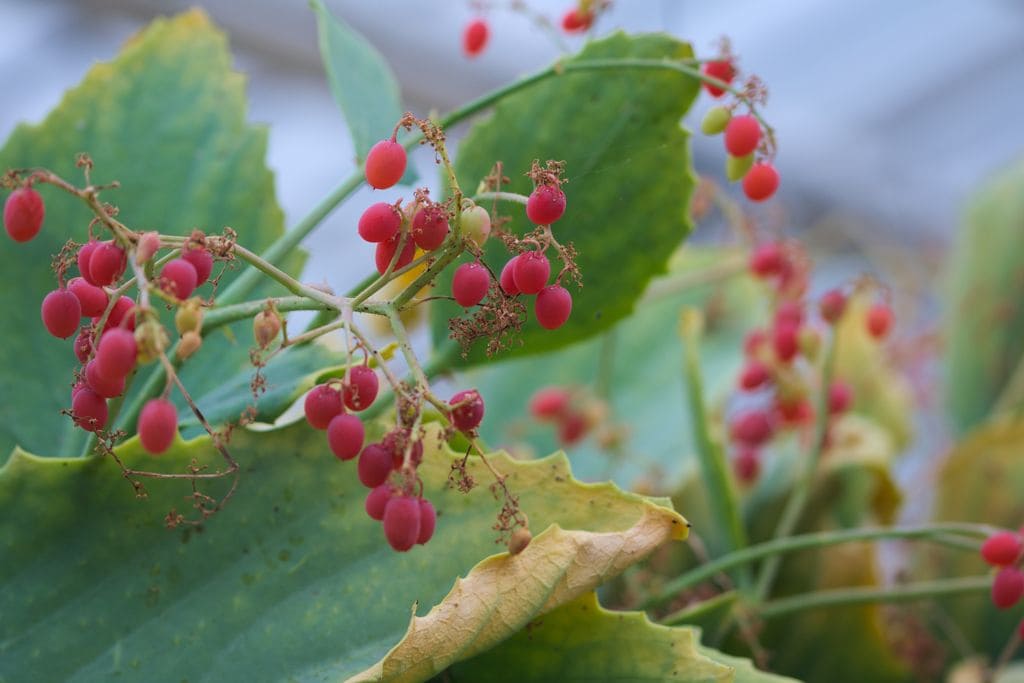 Uva de Namibia con bayas rojas