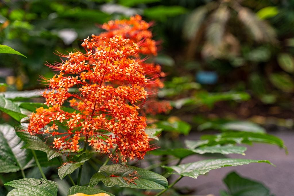 Clerodendrum paniculatum