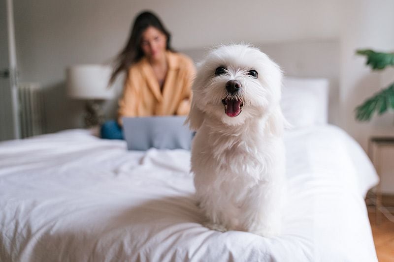 bichon maltes cama