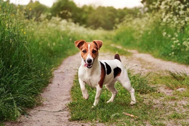 jack russel