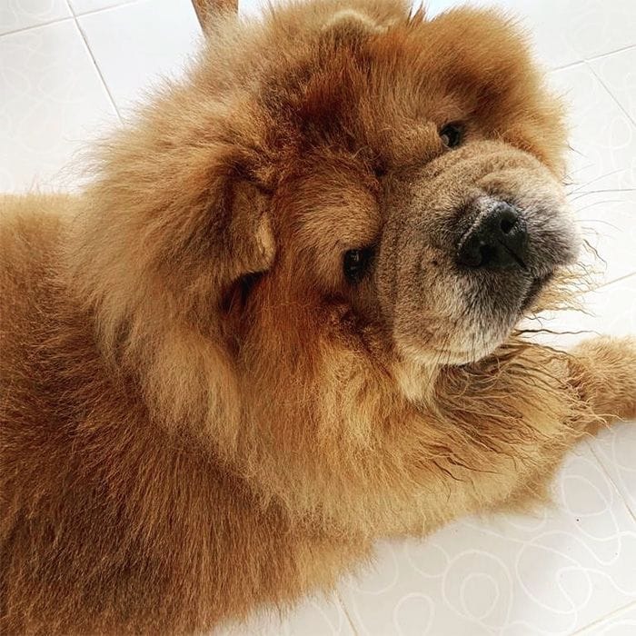 Perro Jota, el chow chow de Ágatha Ruiz de la Prada