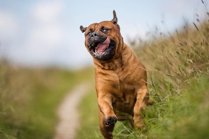 bullmastiff perro