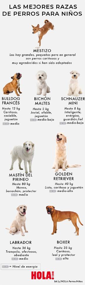 perros