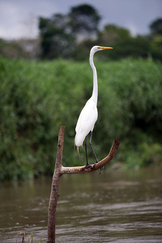 Refugio de Vida Silvestre Caño Negro en Costa Rica