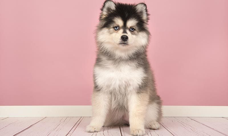 pomsky