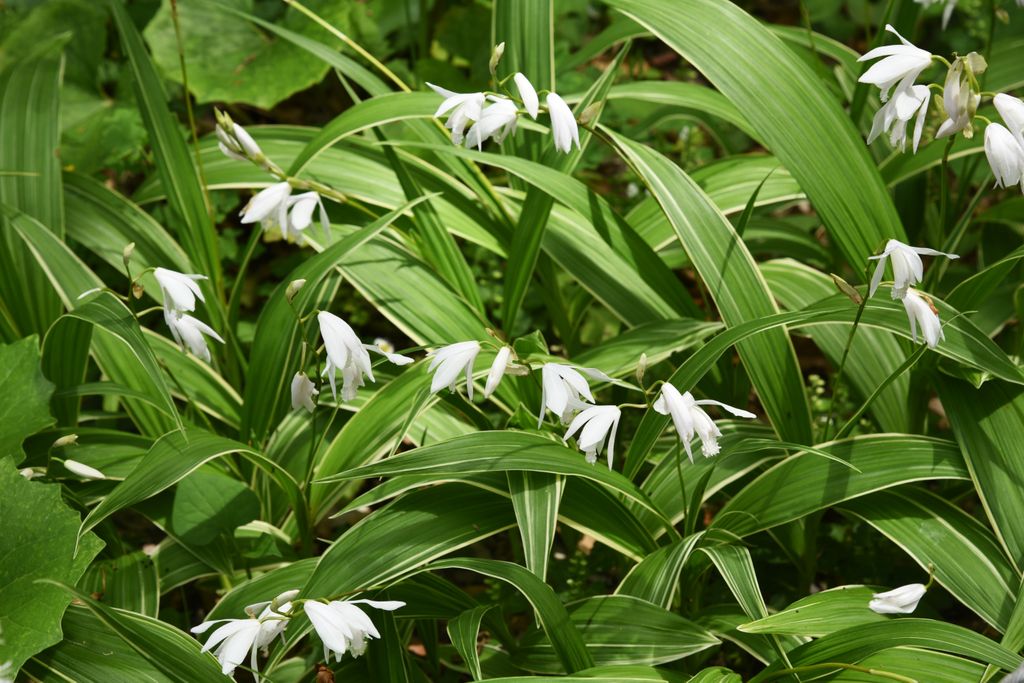  Bletilla Striata u orquídea terrestre