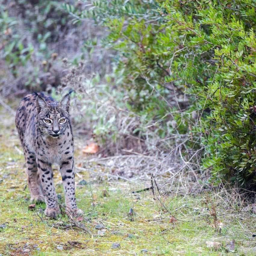 No es fácil encontrar a los linces en este parque natural cordobés, pero ahí están habitando entre las sierras de Cardeña y Montoro.