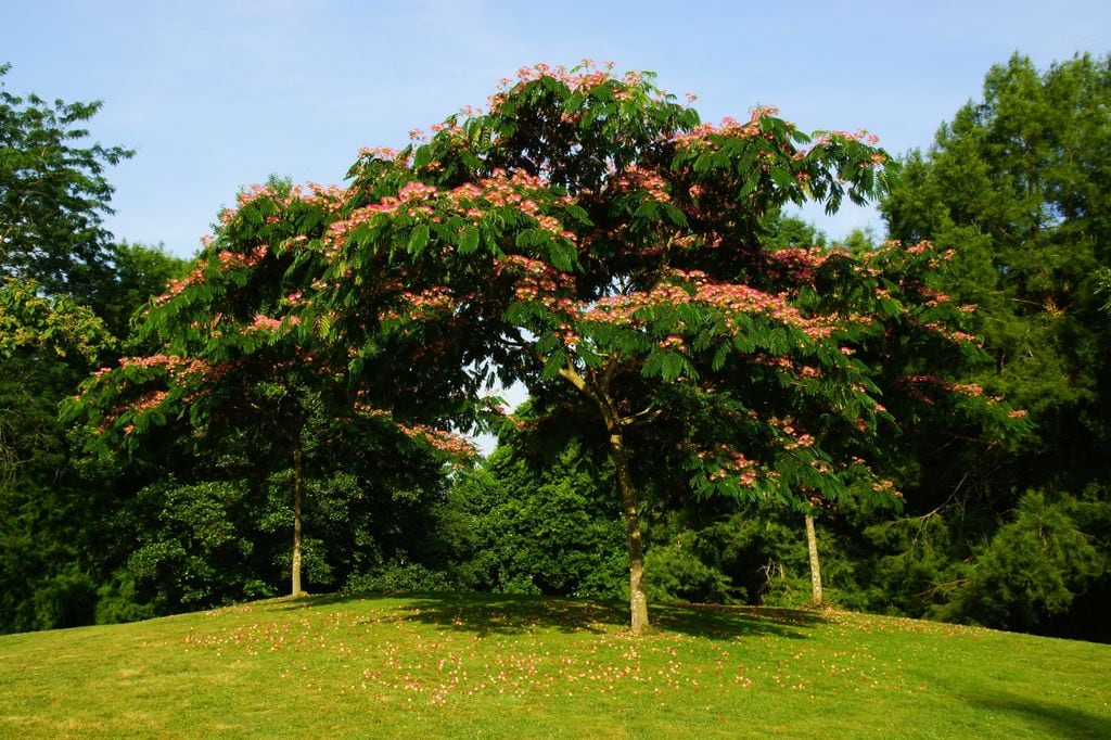 Albizia julibrissin o acacia de constantinopla