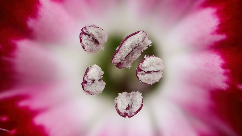 chinese red carnation