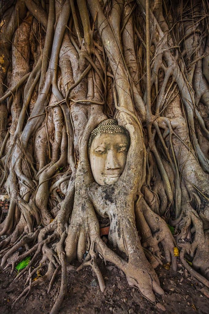 Buda aprisionado de Ayutthaya, Tailandia