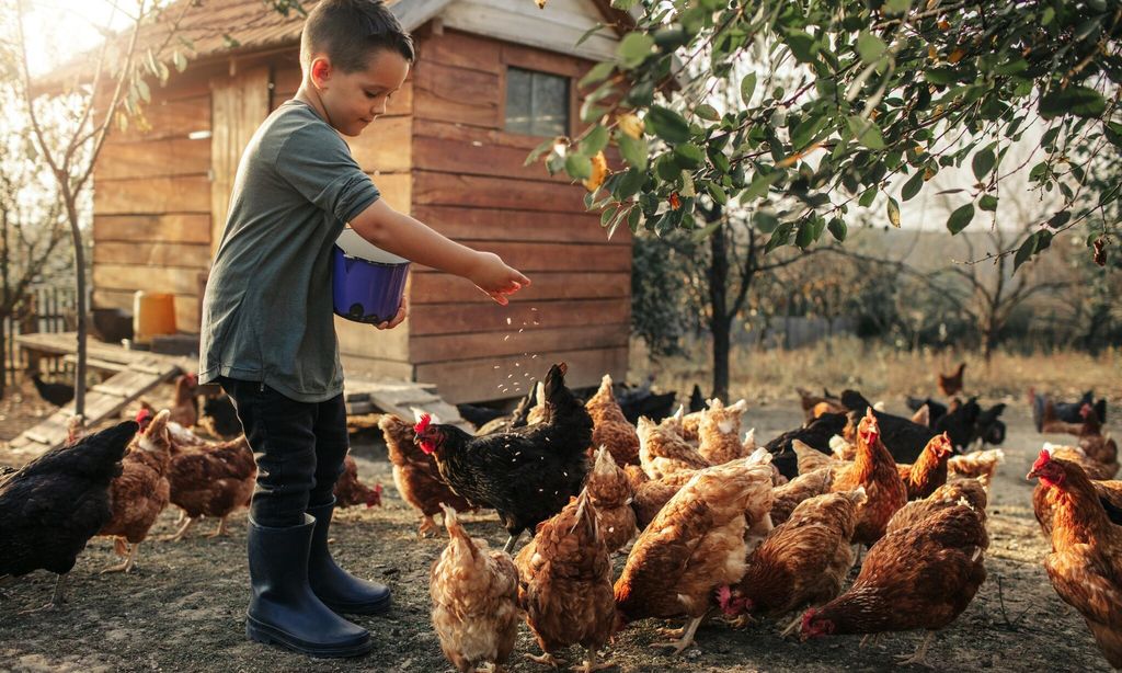 ni o da de comer a las gallinas