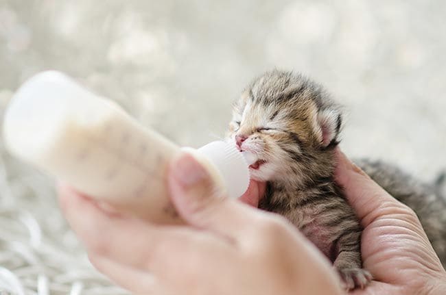 Consejos para cuidar a un gatito pequeño