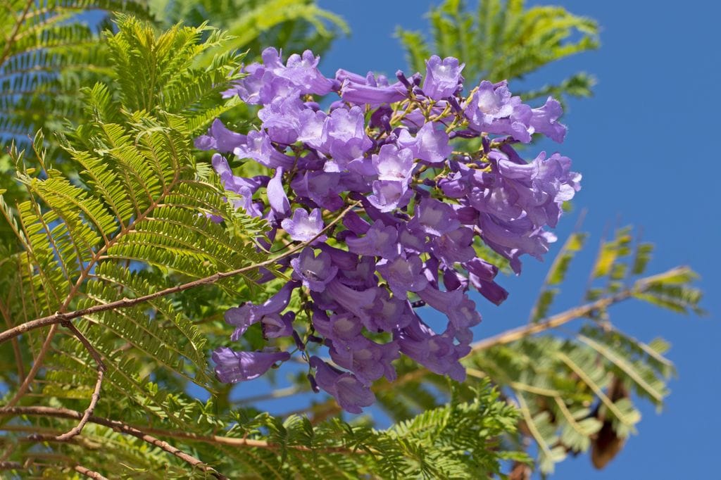 Jacaranda mimosifolia