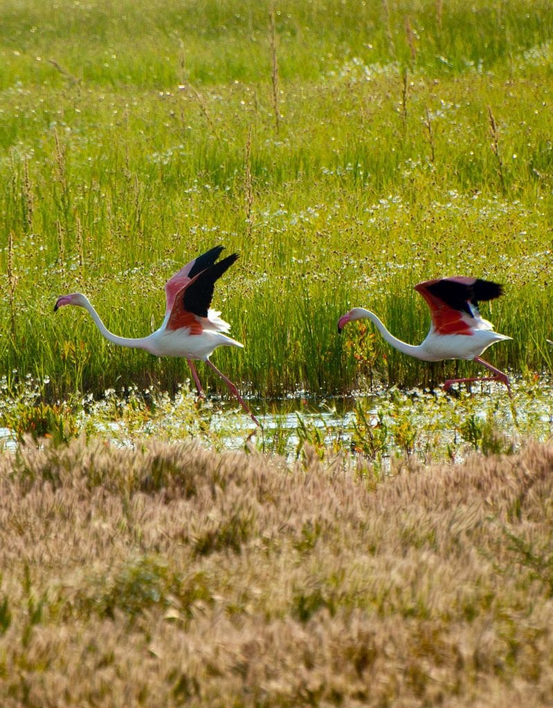 Doñana, Huelva