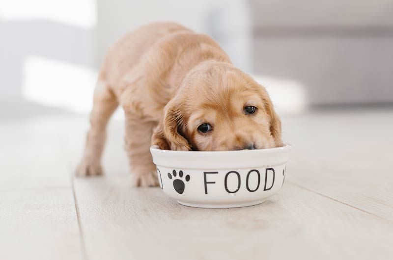 cachorro comiendo