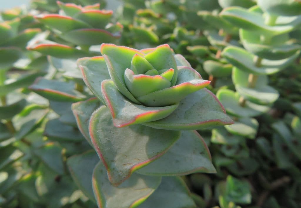 crassula perforata o planta acordeon