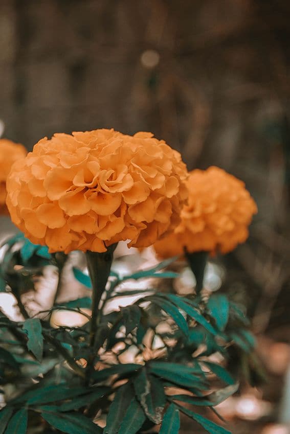 como cuidar tagetes 02a