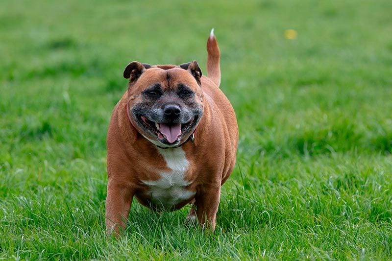 02 obesidad perros gatos sintomas consejos