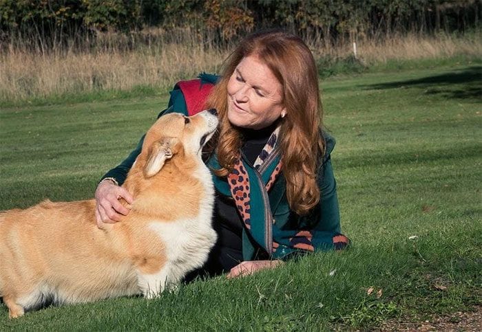 sarah-ferguson-corgies2