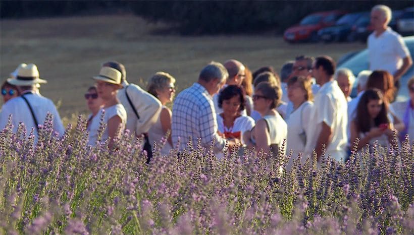 festival-lavanda-brihuega-guadalajara-julio