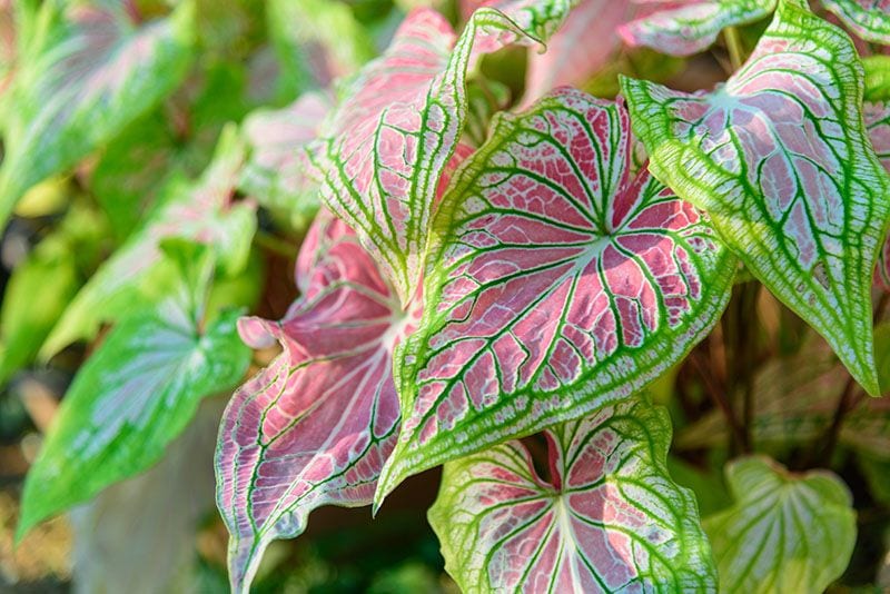 cultivar aglaonema 8