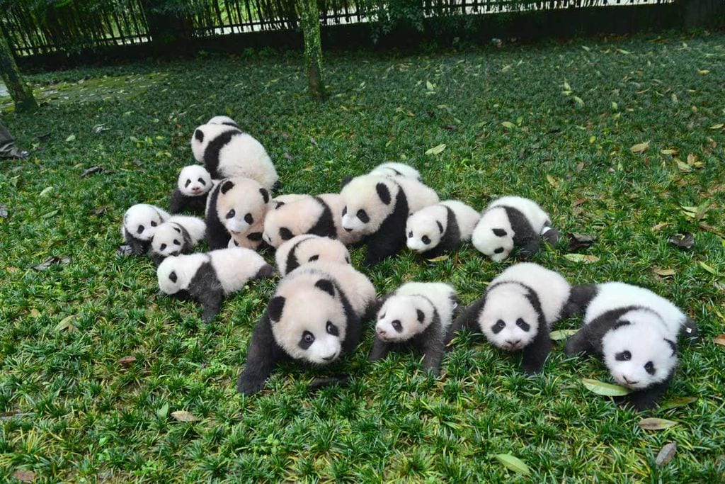 pandas1