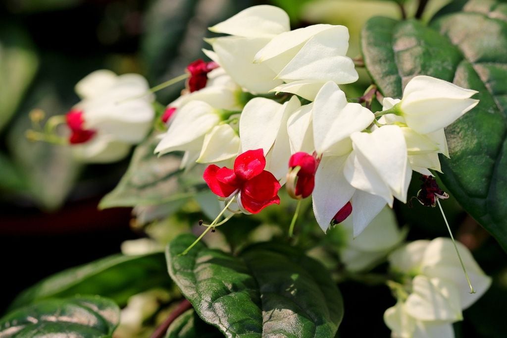 Clerodendrum thomsoniae